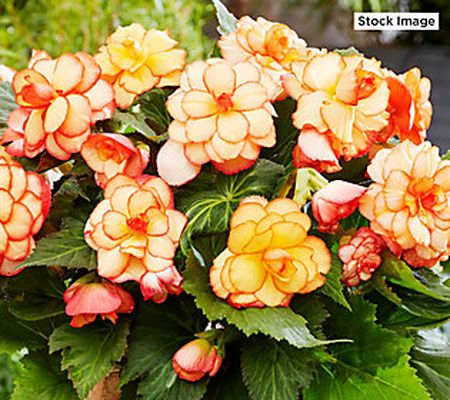 Barbara King 4-Piece Amerihybrid Picotee Begonias Plants