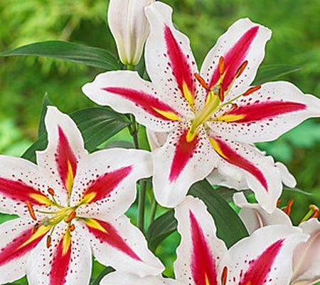 Barbara King 6-piece Multi Colored Fragrant Lily Plants