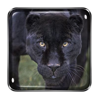 Black Jaguar Eye Quartet