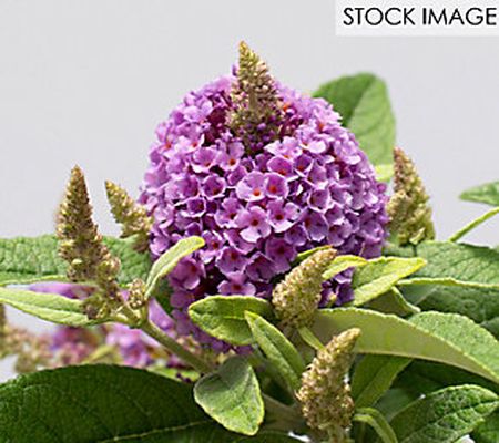 Bloomables Butterfly Bush Dapper Lavender by Va Zyverden