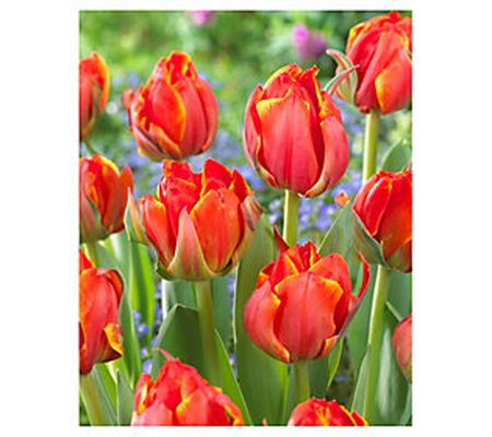 Bloomeffects Bulbs Queensday, 25 Count