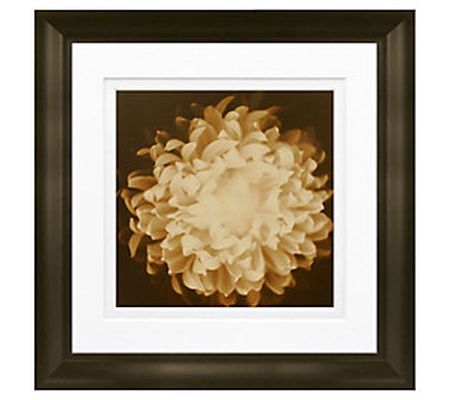 Chrysanthemum Framed Art by Timeless Frames