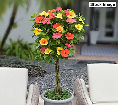 Cottage Farms 1-pc Multicolor Braided Hibiscus Tree Live Plant