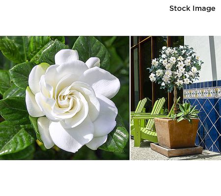 Cottage Farms 1-Piece Braided Gardenia TreeLive Plant