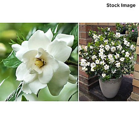 Cottage Farms 1-Piece Everblooming Fragrant Gardenia Plant