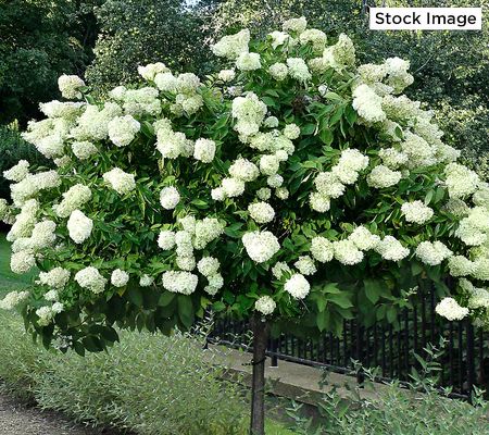 Cottage Farms 1-Piece Limelight Prime Hydrangea Tree