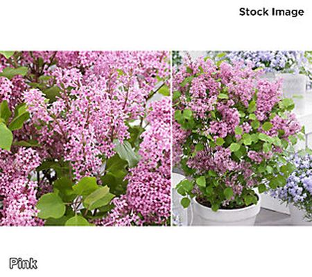 Cottage Farms 1-Piece Reblooming Fragrant Lilac Live Plant