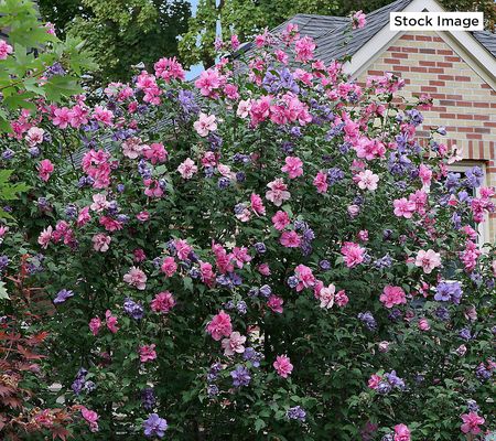 Cottage Farms 1pc 3-in-1 Rose of Sharon Live Plant