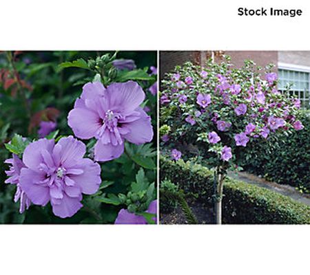 Cottage Farms 1pc Lavender Chiffon Rose Tree Live Plant