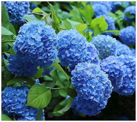 Cottage Farms 2-Piece Nikko Blue Hydrangea