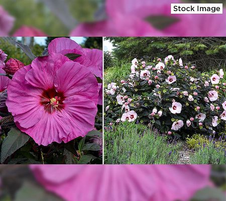 Cottage Farms 2-Piece Ravishing Hardy Hibiscus Live Bareroots