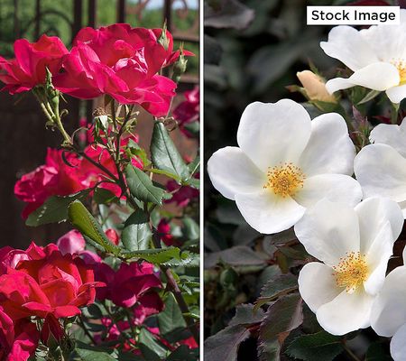 Cottage Farms 2-Piece Red and White Knock Out Rose_Bareroots