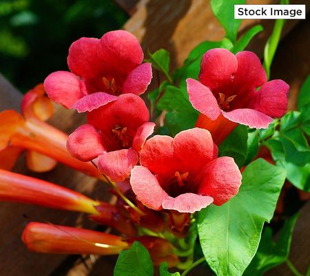 Cottage Farms 2-Piece Red Hot Trumpet Vine Live Plants