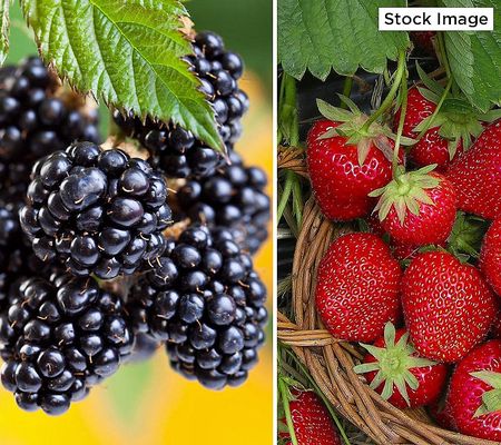 Cottage Farms 25-Piece Berries Galore Plant Collection