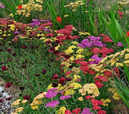 Cottage Farms 3-Piece All Summer Blooming Yarrow Plants