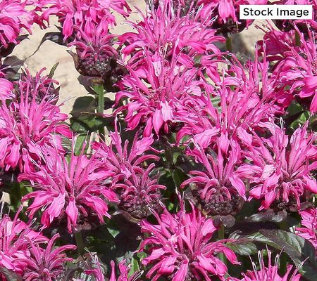 Cottage Farms 3-Piece Bee-Mine Pink Bee BalmLive Plants