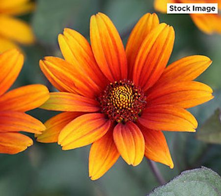 Cottage Farms 3-Piece Burning Hearts Perennial Sunflower Plant