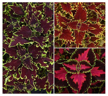 Cottage Farms 3-Piece Charged Up Coleus Collection