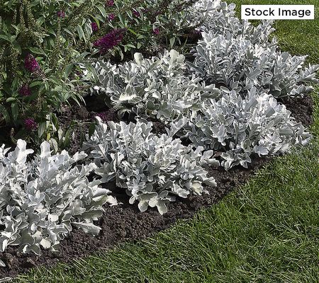 Cottage Farms 3-Piece Perennial Dusty Miller Live Plants