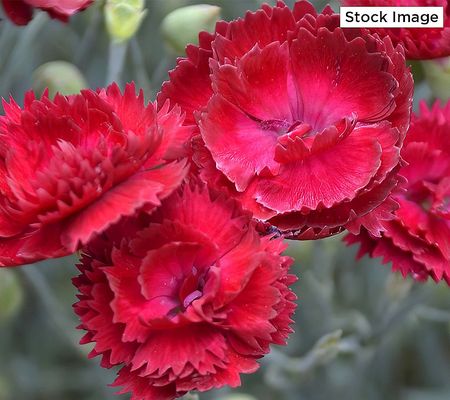 Cottage Farms 3-Piece Red Fire Dianthus Live Plants