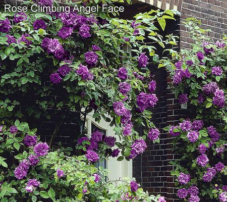 Cottage Farms 3-Piece Unique Trio Climbing Rose Collection