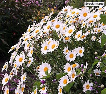 Cottage Farms 3pc All Season Blooming Shasta Daisy Plants
