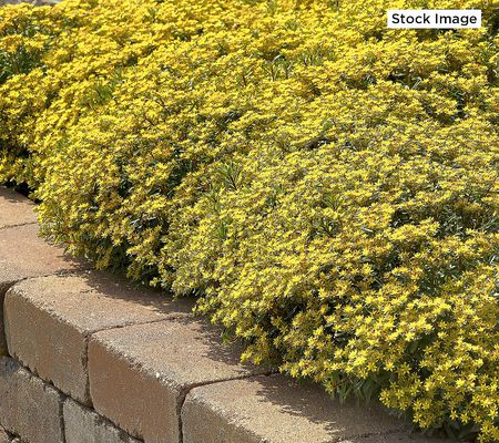 Cottage Farms 4-Piece Yellow Diamonds Sedum Live Plants