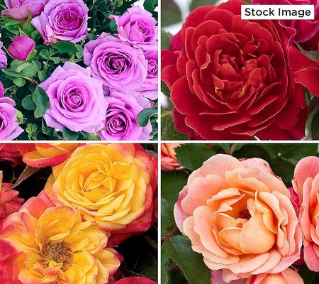 Cottage Farms 4pc The Bloom Maker Fruit Punch Mini Rose Plant