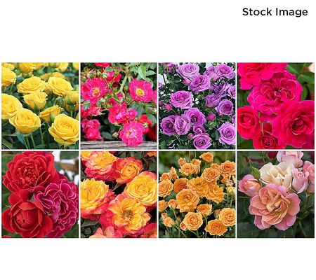 Cottage Farms 8-Piece The Bloom Maker MiniRoses