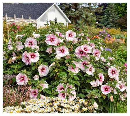Cottage Farms Angel Eyes Hardy Hibiscus