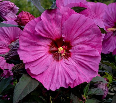 Cottage Farms Berry Awesome Hardy Hibiscus