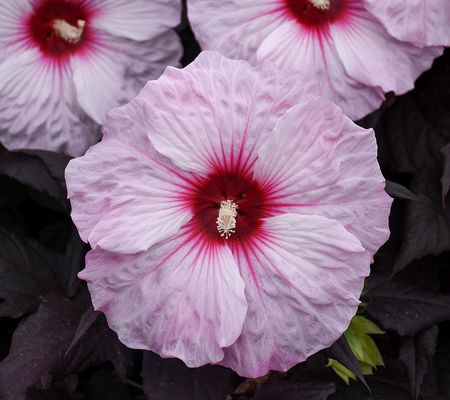 Cottage Farms Dark Mystery Hardy Hibiscus