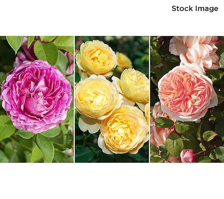 Cottage Farms Fragrant Scentables Rose Bareroot