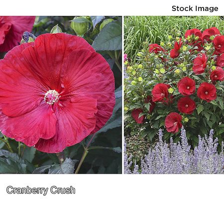 Cottage Farms Hardy Giant Hibiscus Bareroot