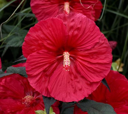 Cottage Farms Mars Madness Hardy Hibiscus
