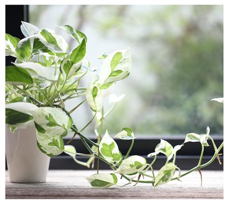 Cottage Farms Pearls and Jade Pothos
