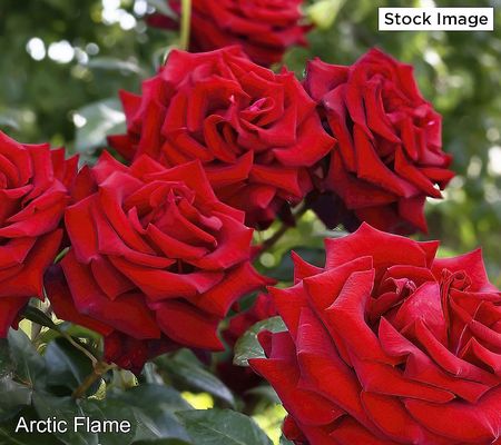 Cottage Farms Sub-Zero Rose Bareroot Plant