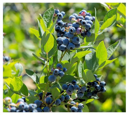 Cottage Farms Top Hat Blueberry