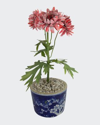 Crysanthemum November Birth Flower in Ceramic Pot