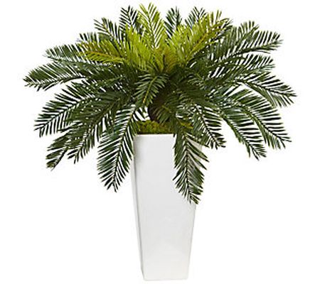 Cycas in White Planter by Nearly Natural