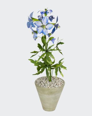 Delphinium July Birth Flower in White Terracotta Pot