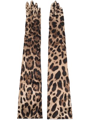 Dolce & Gabbana leopard-print long gloves - Brown