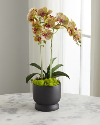Double Orchids in Matte Pot