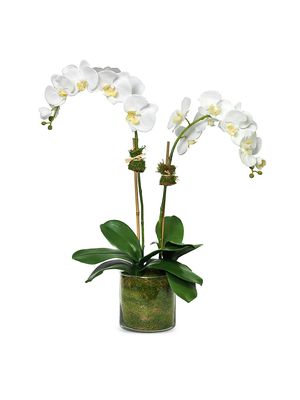 Faux 2-Stem Phalaenopsis Orchid - White - White
