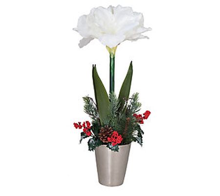Gallerie II Holiday Amaryllis in Pot