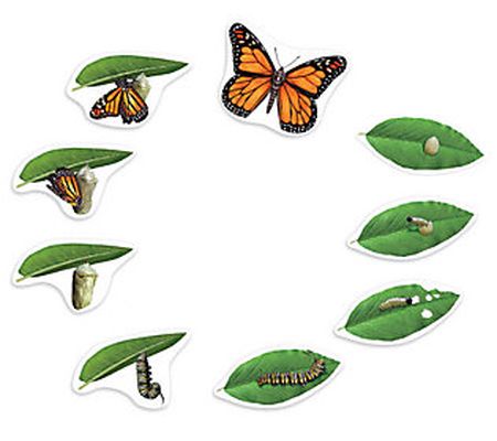 Giant Magnetic Butterfly Life Cycle by Learning Resources
