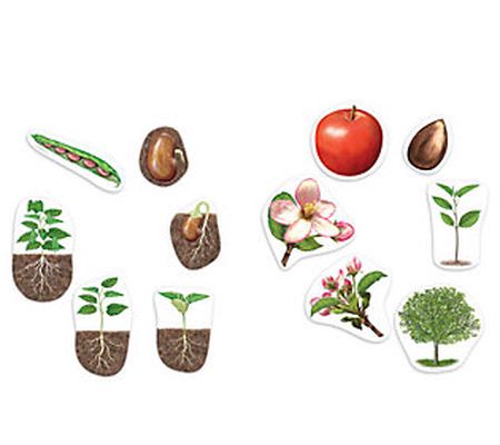Giant Magnetic Plant Life Cycle by Learning Res ources