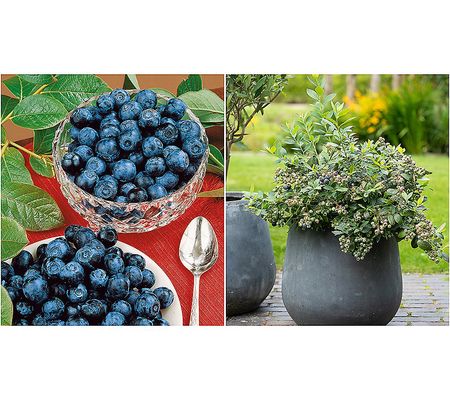 Girl Next Door 1-Piece Polaris Patio Blueberry Bush Live Plant