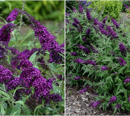 Girl Next Door 1pc Humdinger Series Magenta Butterfly Bush