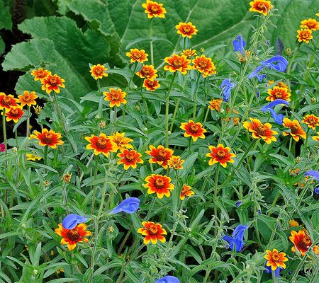 Girl Next Door 5pc Chippendale Daisy Zinnia Mix Live Plants